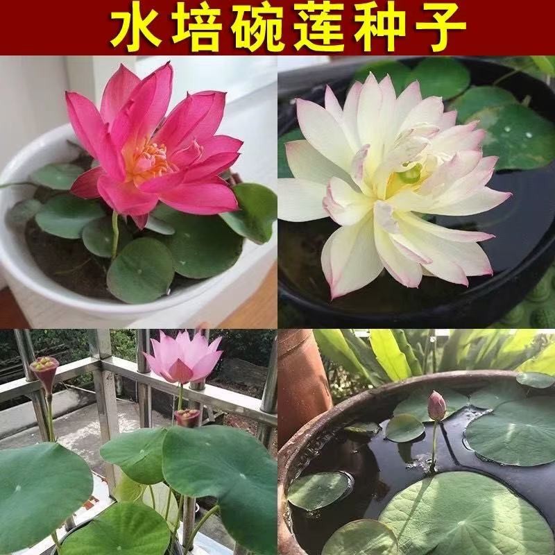 多花色水培碗莲种子已开口四季播种水培植物睡莲荷花室内绿植花卉