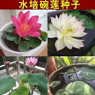 多花色水培碗莲种子已开口四季 播种水培植物睡莲荷花室内绿植花卉