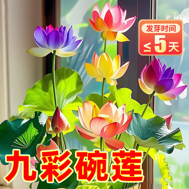 多花色水培碗莲种子已开口四季播种水培植物睡莲荷花室内绿植花卉