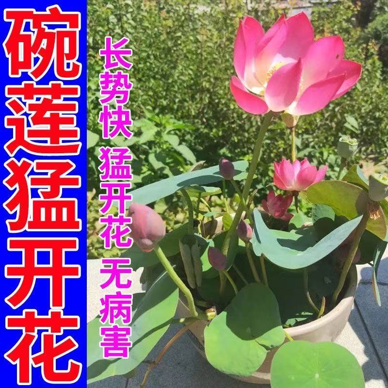 正宗水培碗莲种子迷你莲花荷花种子装饰绿植盆栽植物户外泗季开花