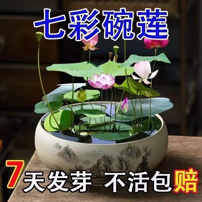 多花色水培碗莲种子已开口四季播种水培植物睡莲荷花室内绿植花卉
