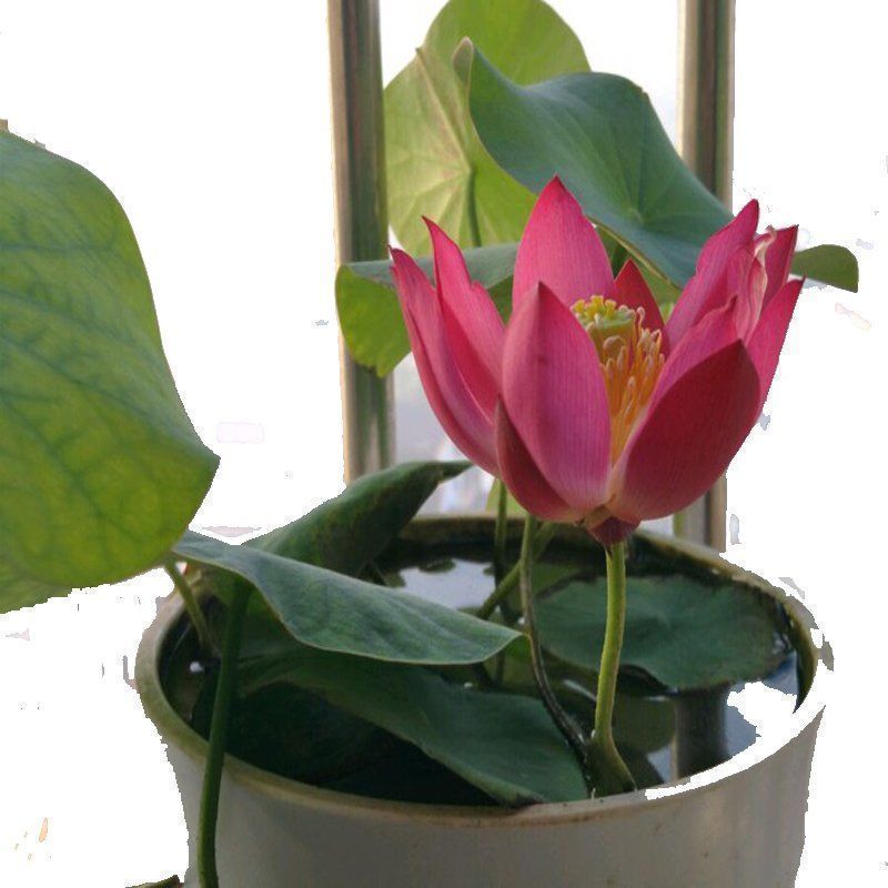 多花色水培碗莲种子已开口四季播种水培植物睡莲荷花室内绿植花卉