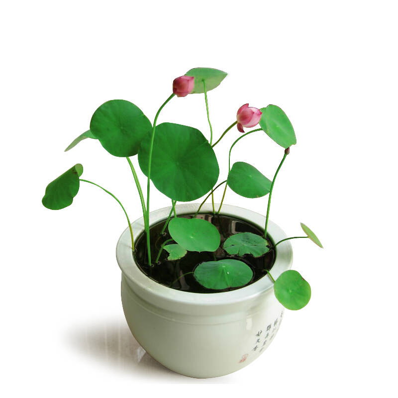 多花色水培碗莲种子已开口四季播种水培植物睡莲荷花室内绿植花卉
