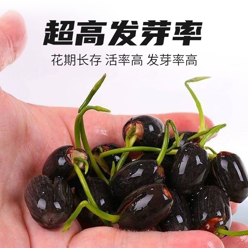 多花色水培碗莲种子已开口四季播种水培植物睡莲荷花室内绿植花卉