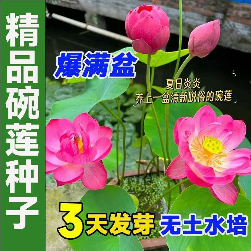多花色水培碗莲种子已开口四季播种水培植物睡莲荷花室内绿植花卉