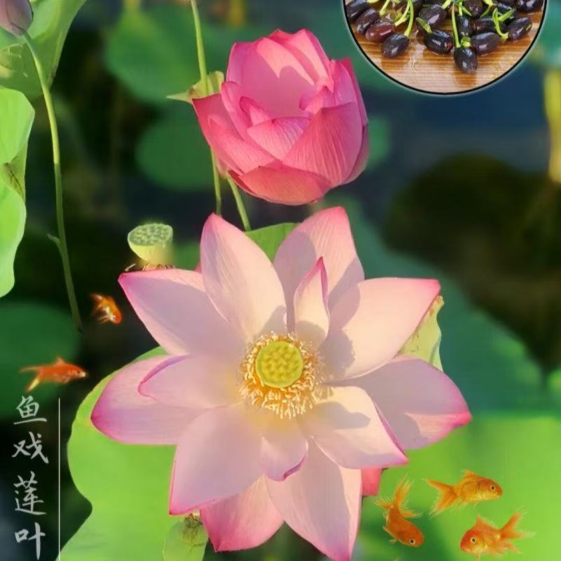 多花色水培碗莲种子已开口四季播种水培植物睡莲荷花室内绿植花卉