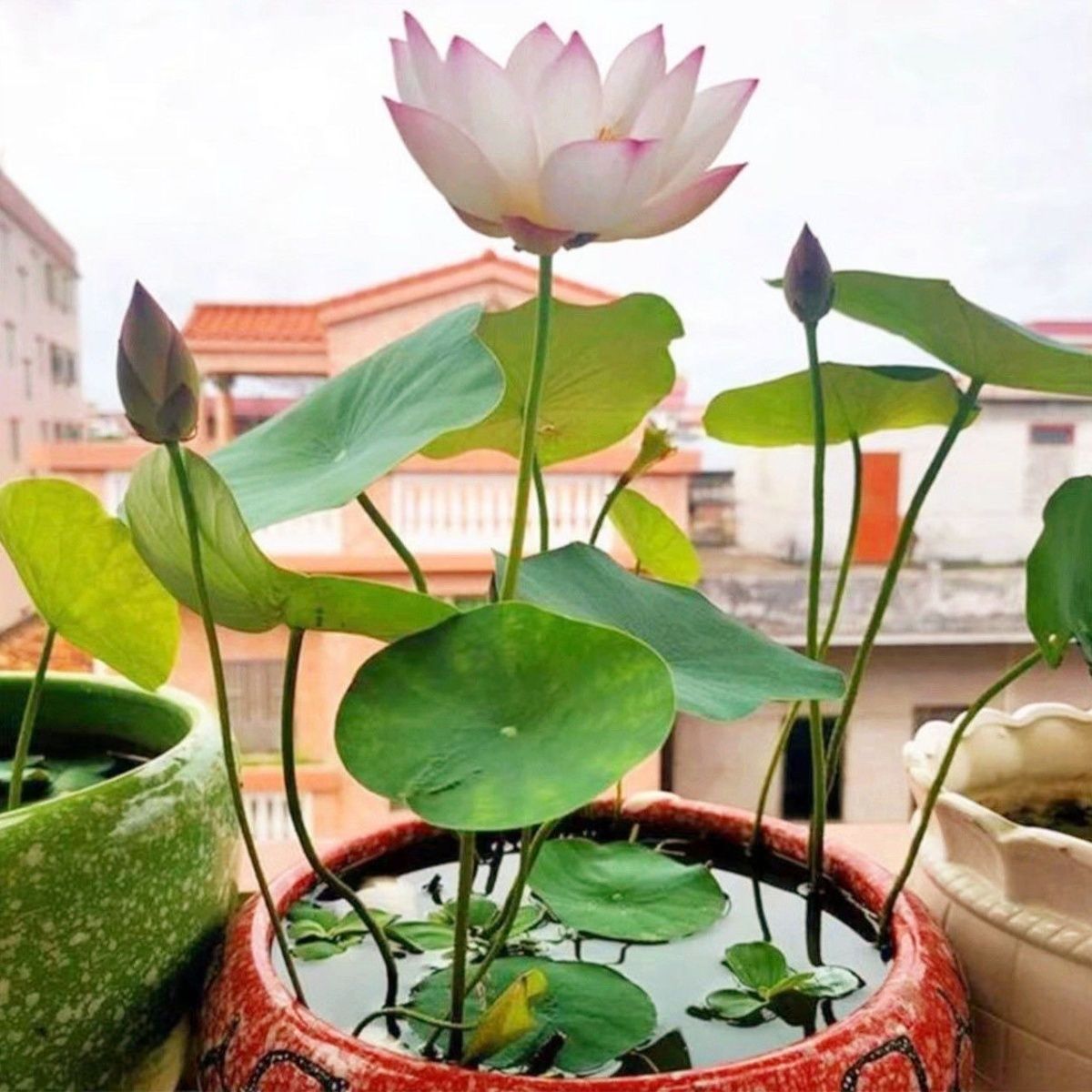 多花色水培碗莲种子已开口四季播种水培植物睡莲荷花室内绿植花卉