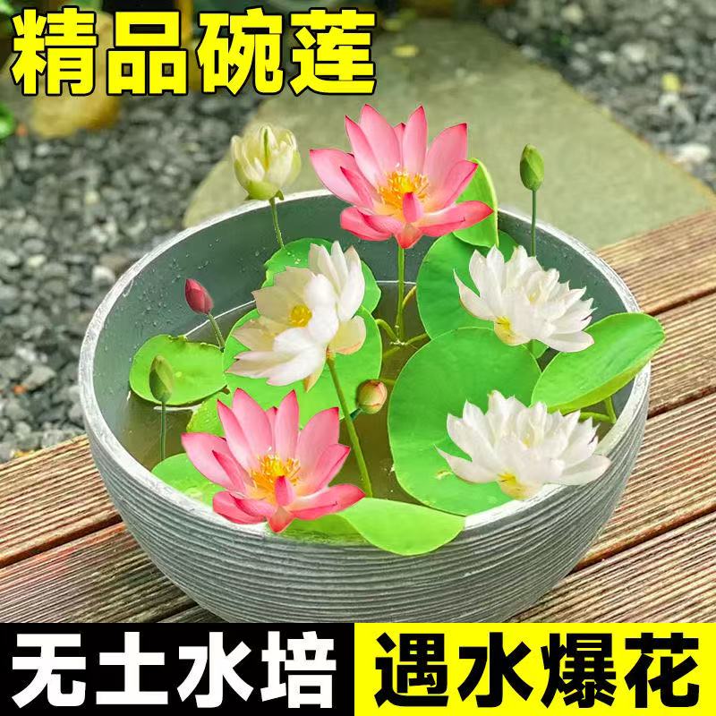 睡莲碗莲四季开花7天发芽水培绿植睡莲荷花无土盆栽莲子种子精品