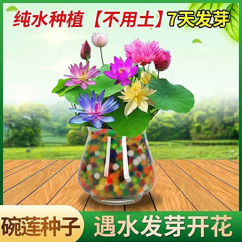 多花色水培碗莲种子已开口四季播种水培植物睡莲荷花室内绿植花卉