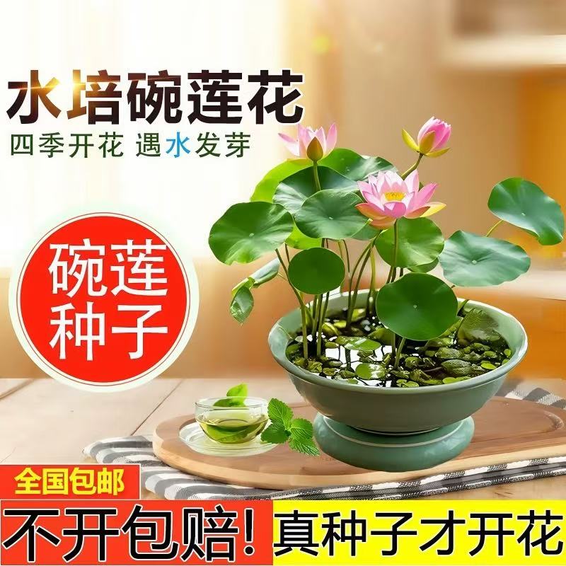 碗莲种植物花卉水培四季水培水养开花绿植荷花荷花水养莲花