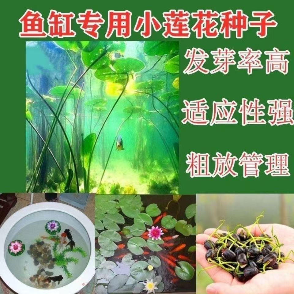 【水培开花】莲花懒人水养四季开花碗莲水培植物荷花阳台和鱼共养