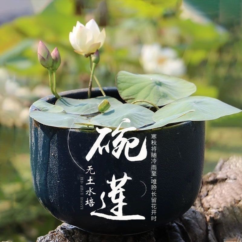 多花色水培碗莲种子已开口四季播种水培植物睡莲荷花室内绿植花卉