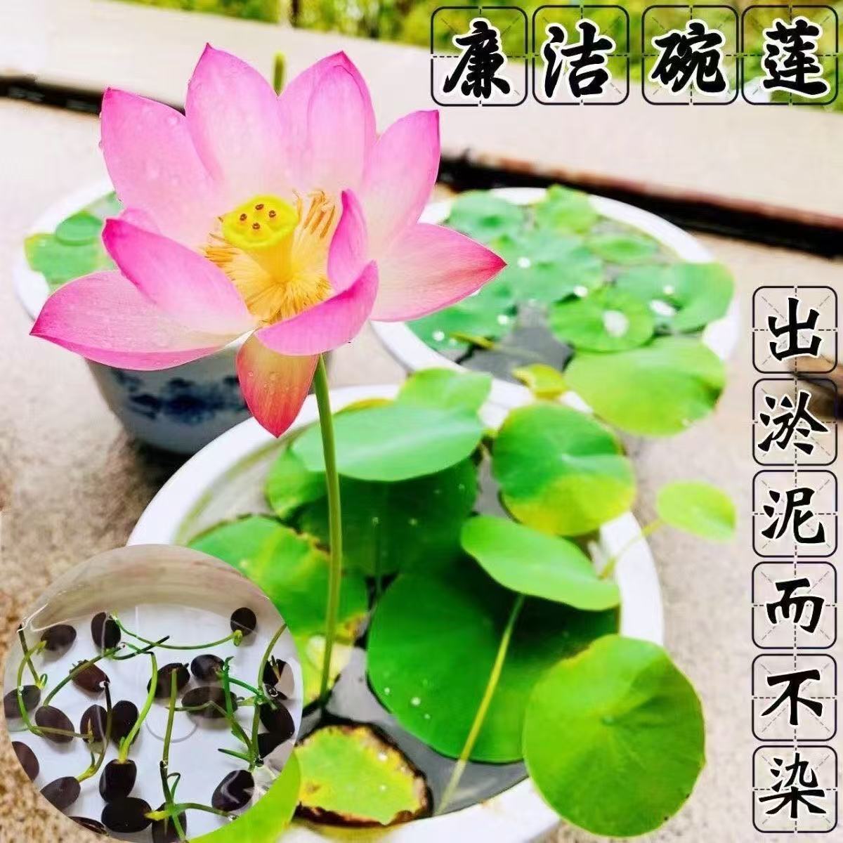 多花色水培碗莲种子已开口四季播种水培植物睡莲荷花室内绿植花卉