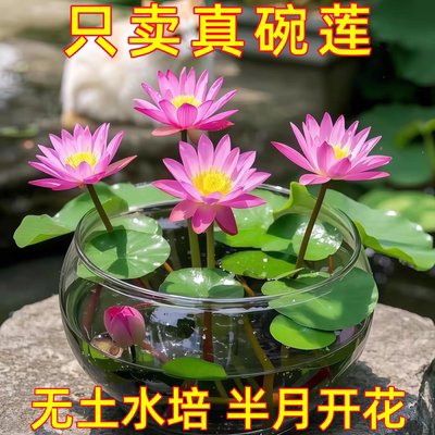 多花色水培碗莲种子已开口四季播种水培植物睡莲荷花室内绿植花卉
