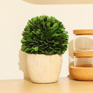 饰摆件趣味盆景 复古风迷你植物小盆栽办公室内桌面绿植好养客厅装