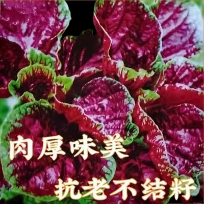 叶苋种子大心菜季大菜生菜萝乌全塌空四菜菜籽种白卜阳院蔬庭台菜