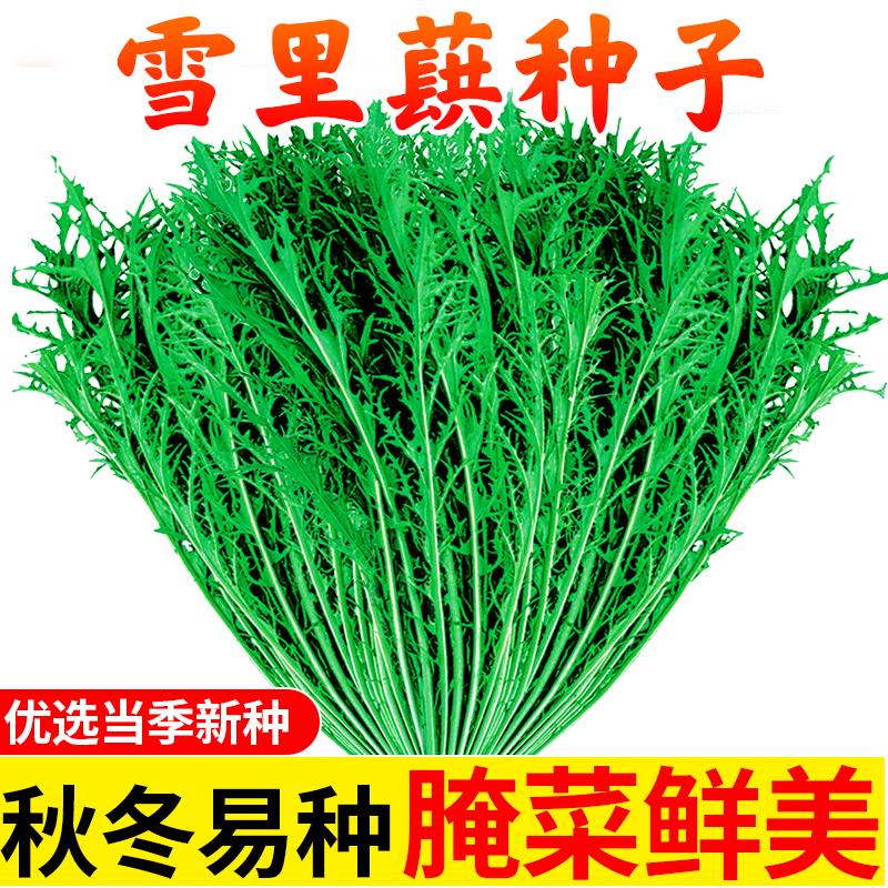 雪里红菜籽雪里蕻菜种籽雪菜种子小细菜种叶大排菜秋冬春季芥菜种