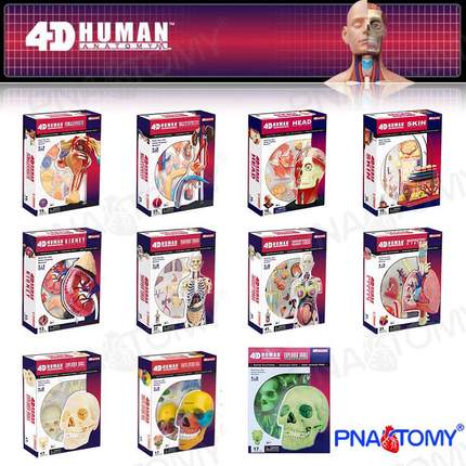 4D MASTER人体解剖模型益智DIY拼装科普玩具口腔彩色头骨皮肤肌肉