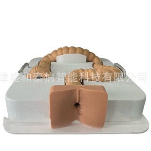 北京上海广州宫腔仿真模型宫腔输卵管仿真模型肺部展示仿真模型