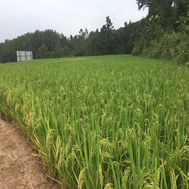 巴山红土地大米2025年新米南方大米长粒籼米散装四川大米