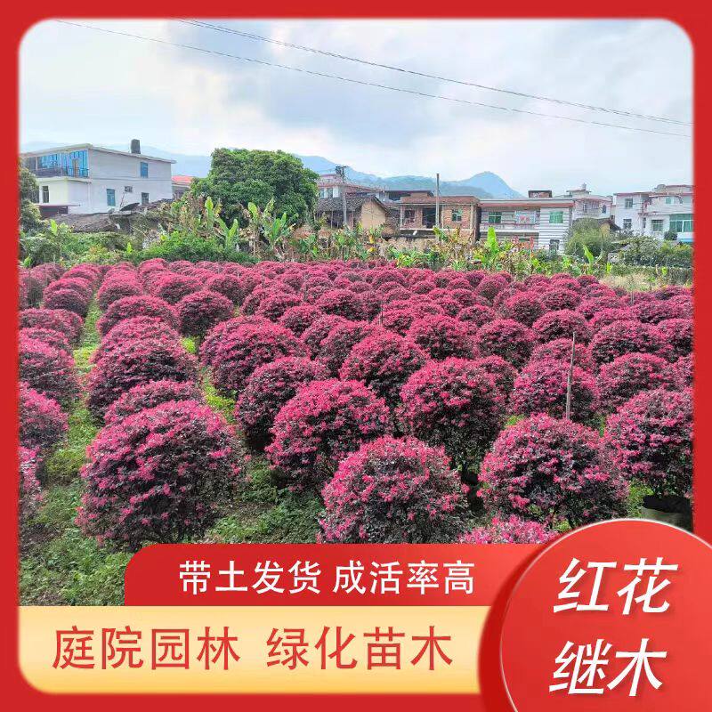 红花继木别墅庭院满堂红耐寒耐旱