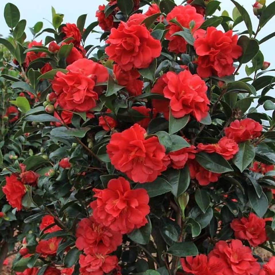 四季茶花树苗杜鹃红山茶带花苞