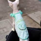 任发财甜甜圈印花纯棉花边吊带德文猫衣服无毛猫衣服