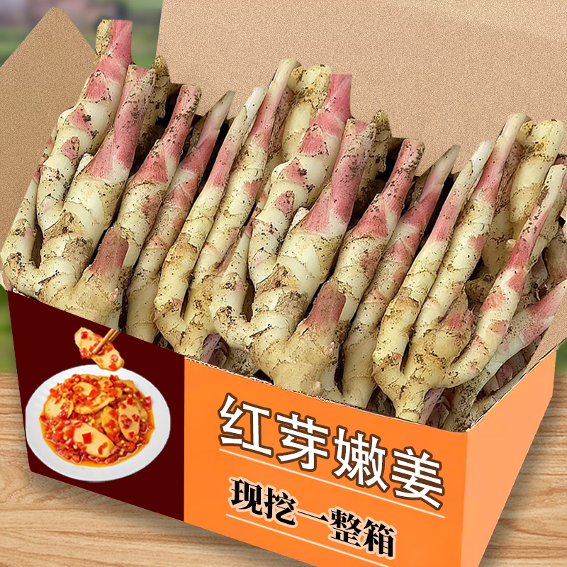 新鲜红芽嫩姜现挖生姜蔬菜应季老仔姜块鲜姜3腌制子姜小黄仔姜