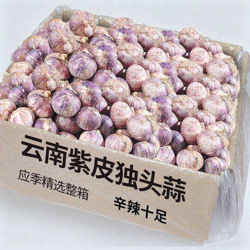 26年云南独头蒜大蒜头新鲜紫皮