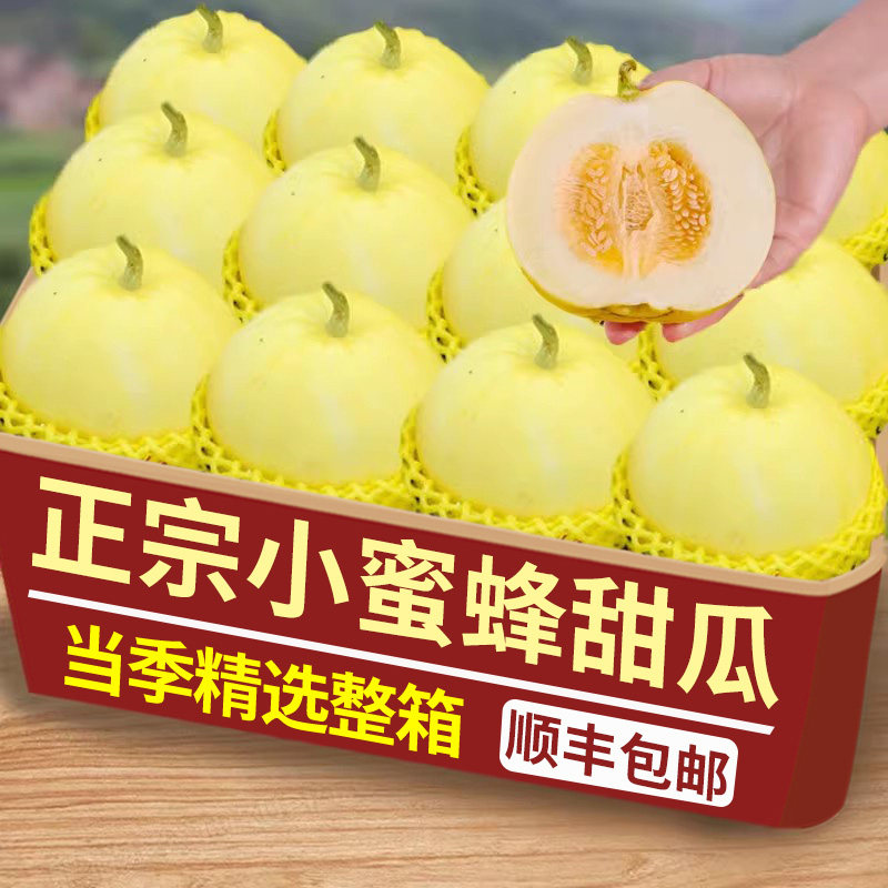 正宗山东小蜜蜂甜瓜新鲜水果香瓜当季现摘蜜罐奶香脆甜瓜包邮
