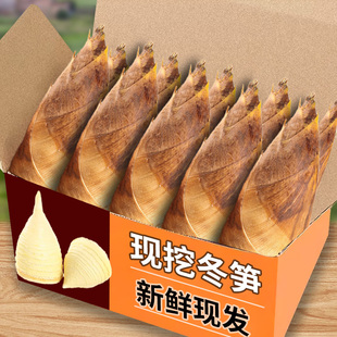 浙江冬笋发货新鲜冬笋大竹笋鲜笋蔬菜野生冬笋新鲜现挖5斤鲜竹笋