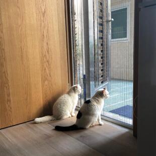 美雅纱窗防猫网抓门帘围栏推拉式伸缩养猫封窗网跳窗网折叠纱门