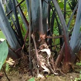 药用食用巨型深紫芋黑叶芋盆景阳台沼泽过滤紫叶庭院观赏植物芋头