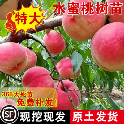 早熟水蜜桃树苗嫁接黄子孑