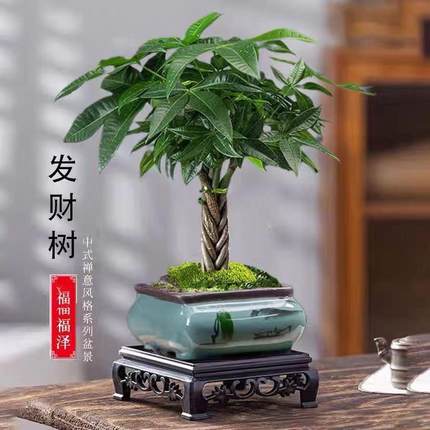 辫子发财树小盆栽客厅室内绿植物办公室桌面常青四季好养茶几卧室