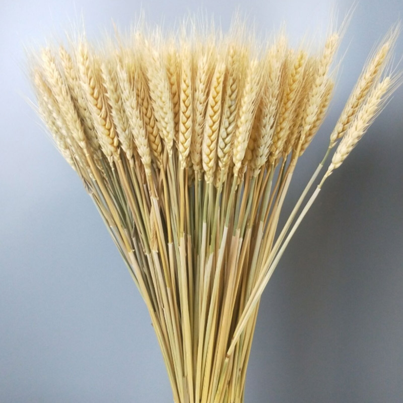 2021天然麦穗干花花束开业大麦插花篮田园装饰拍摄道具金黄色小麦