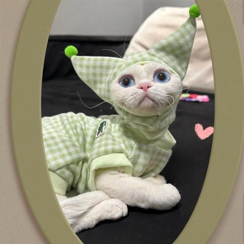 斯芬克斯无毛猫德文宠物猫咪通用冬季新款毛毛两脚棉衣超暖和亲肤,宠物/宠物食品及用品,猫宠物服装/雨衣（新）,淘宝优惠券,粉丝福利购,淘宝优惠卷