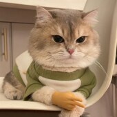 猫咪手指套人手掌软胶玩具弹力搞笑造型宠物可爱金渐层小蓝金美短