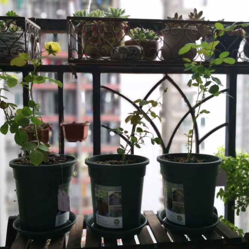 矮牵牛月季玫瑰草花兰花铁线莲石斛锈球防坏裂耐用晒多孔专用花盆