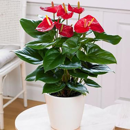 红掌盆栽植物花卉好养水培一帆风顺大水养四季常青白掌绿植火鹤花