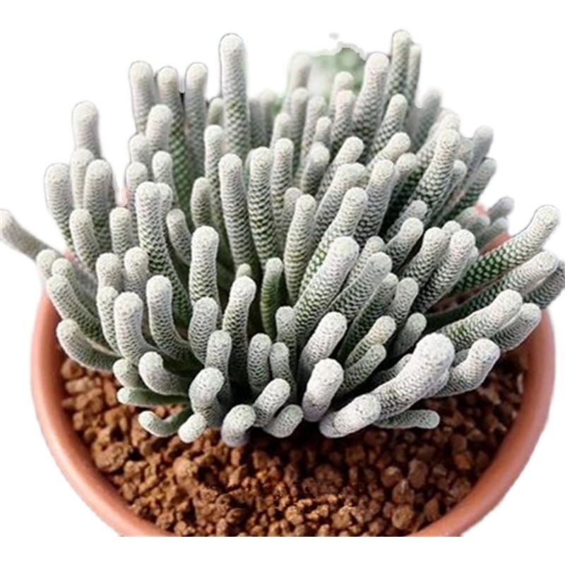 迷你牧师仙人柱多肉植物仙人掌盆栽室内仙人球小人柱多头奇趣稀有