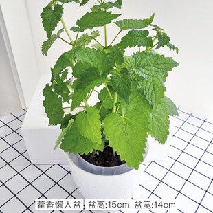 四川藿香苗鱼香菜苗盆栽茴香味五香食用川霍香苗香草花园大苗薄荷