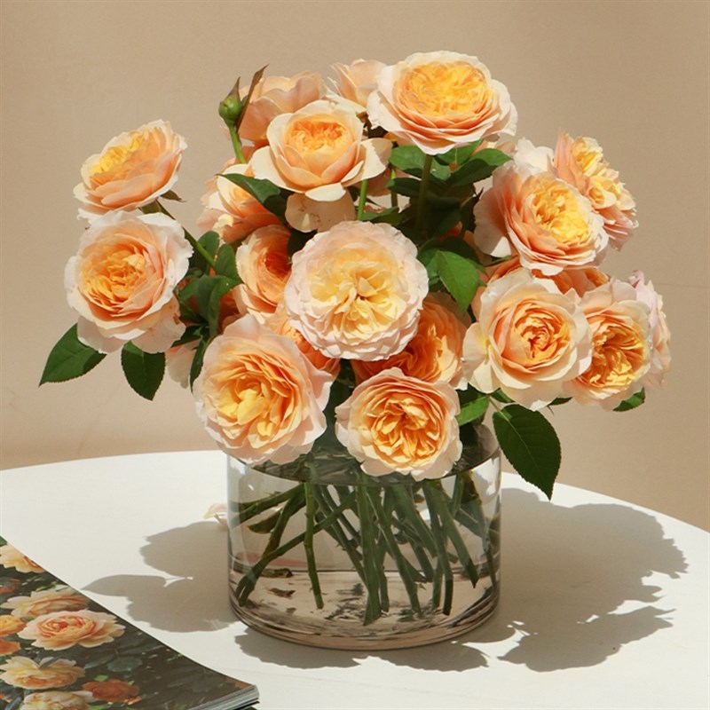 海蒂的花园 朱丽叶欧月奥斯汀月季花苗植物盆栽阳台庭院勤花好养