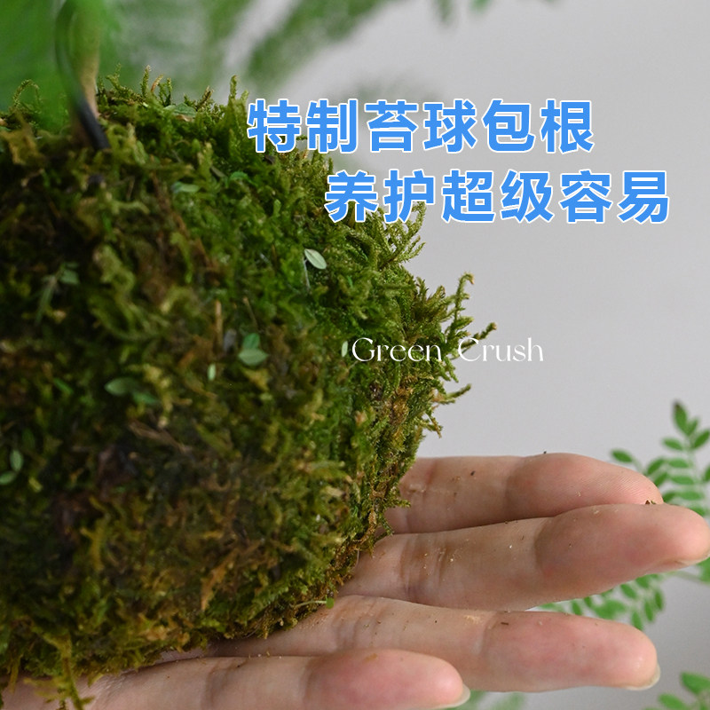 蓝花楹苔球小清新室内室外摆设桌面玄关卧室盆景水培网红绿植好养