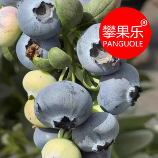 攀枝花蓝莓 花香蓝莓  攀果乐 顺丰包邮 蓝莓