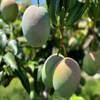 攀枝花芒果凯特芒果攀果乐攀枝花