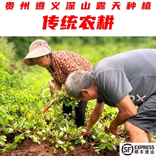 遵义深山原生态露天种植老品种小花生 下单现挖