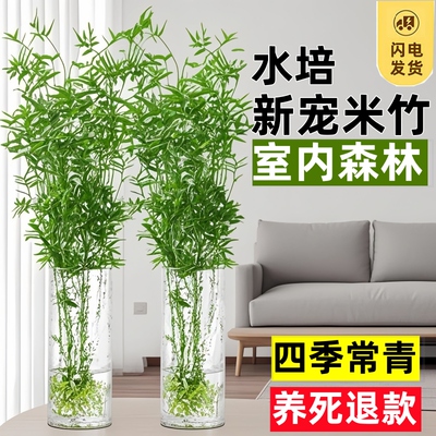 品牌米竹水培苔藓球植物室内盆栽微观盆景凤尾竹观音竹观赏竹子小