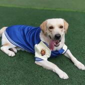 狗狗衣服秋冬款 加绒加厚保暖不粘毛大型犬中型犬金毛拉布拉多冬季