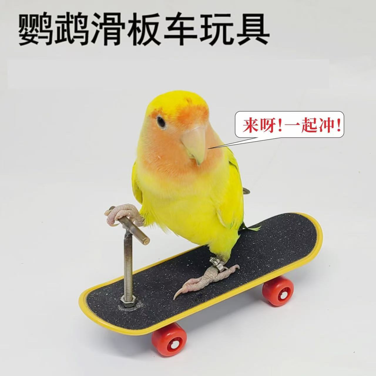 鹦鹉智力玩具训练道具鹦鹉牡丹滑板车升级款合金支架专业手指滑板